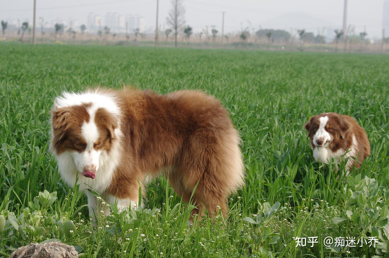 适合新手又被低估的宝藏犬种——迷你美国牧羊犬 - 知乎