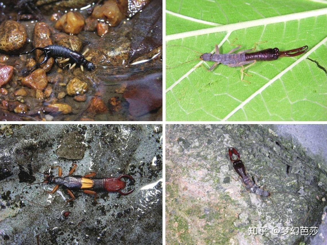 蠼螋,俗称耳夹子虫,剪刀虫,英文叫做earwigs - 知乎