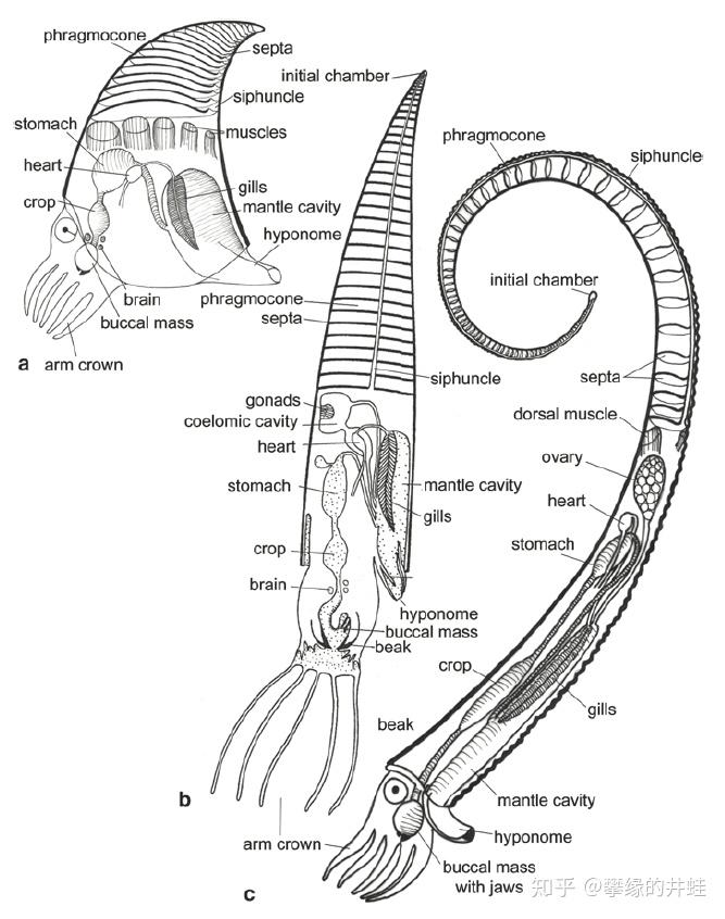 的贝壳里已经形成了分隔的气室,体室和腹管,这些是头足类特有的结构