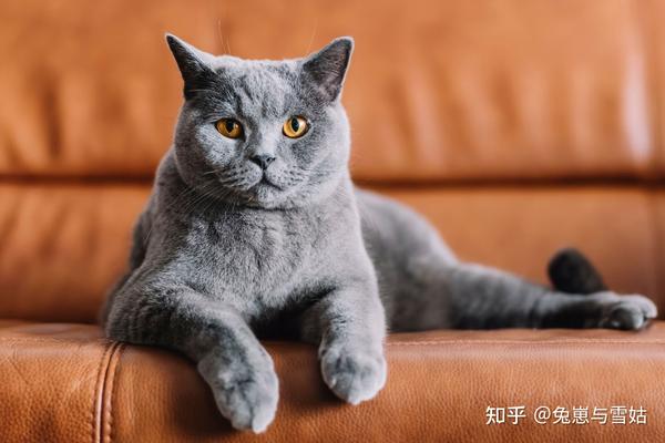 猫奴必看，全世界的猫都给你找全了，附精美猫片！ - 知乎