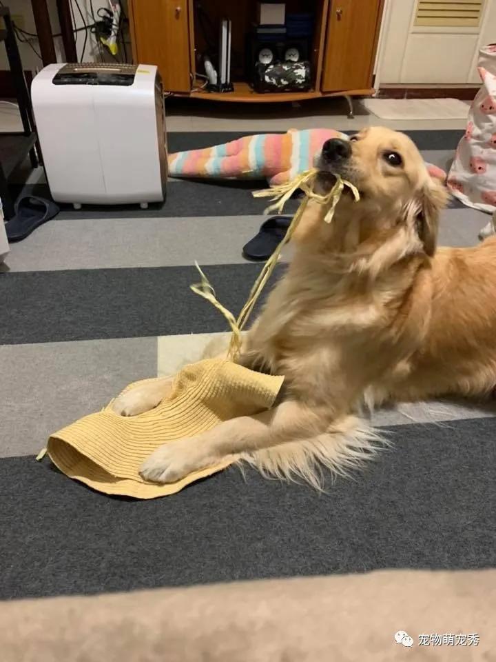 我的狗狗吃过巧克力,葡萄,瓶盖,尿片,棉花,今天它拉出只袜子?