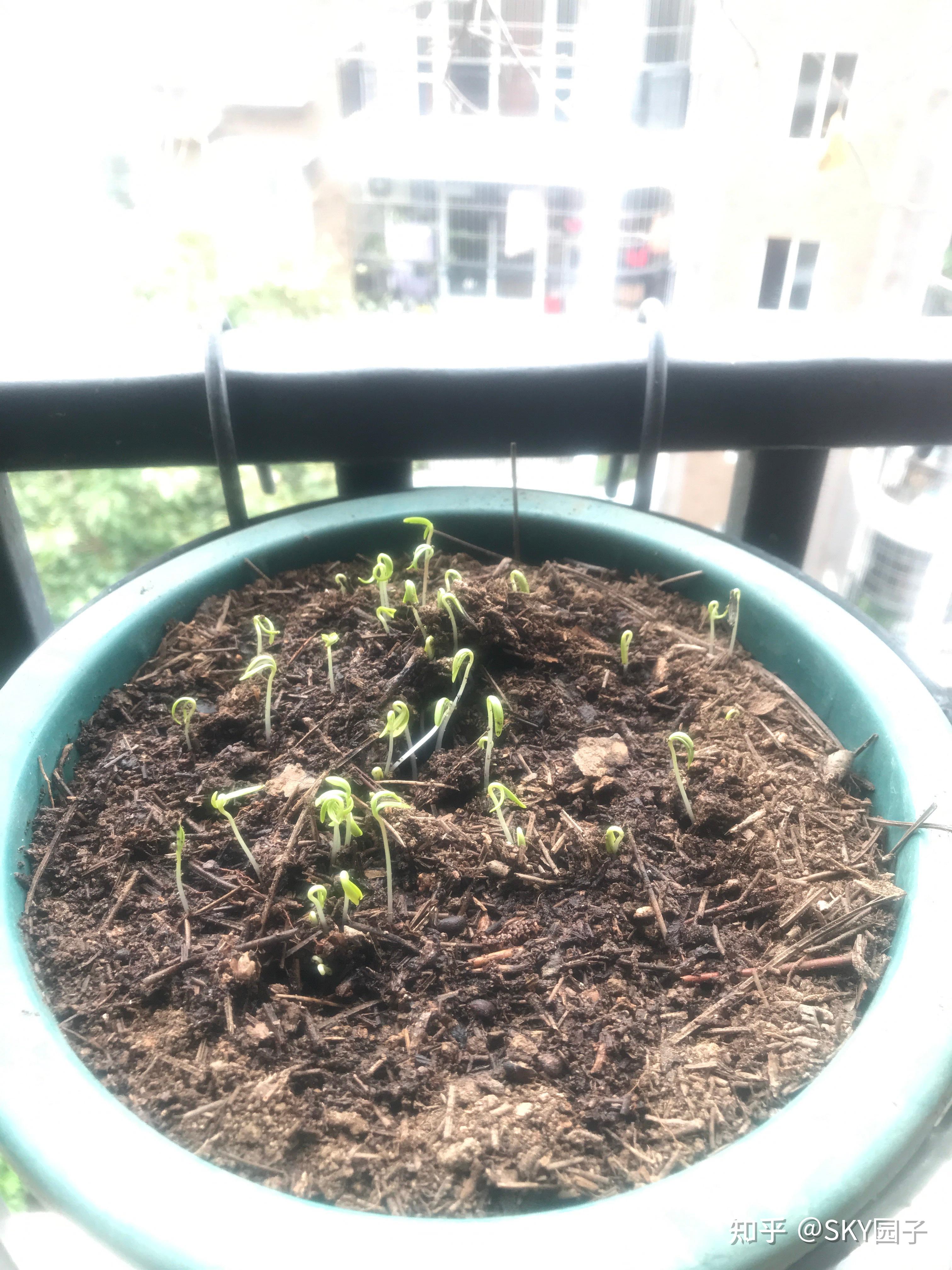 格桑花萌芽记录