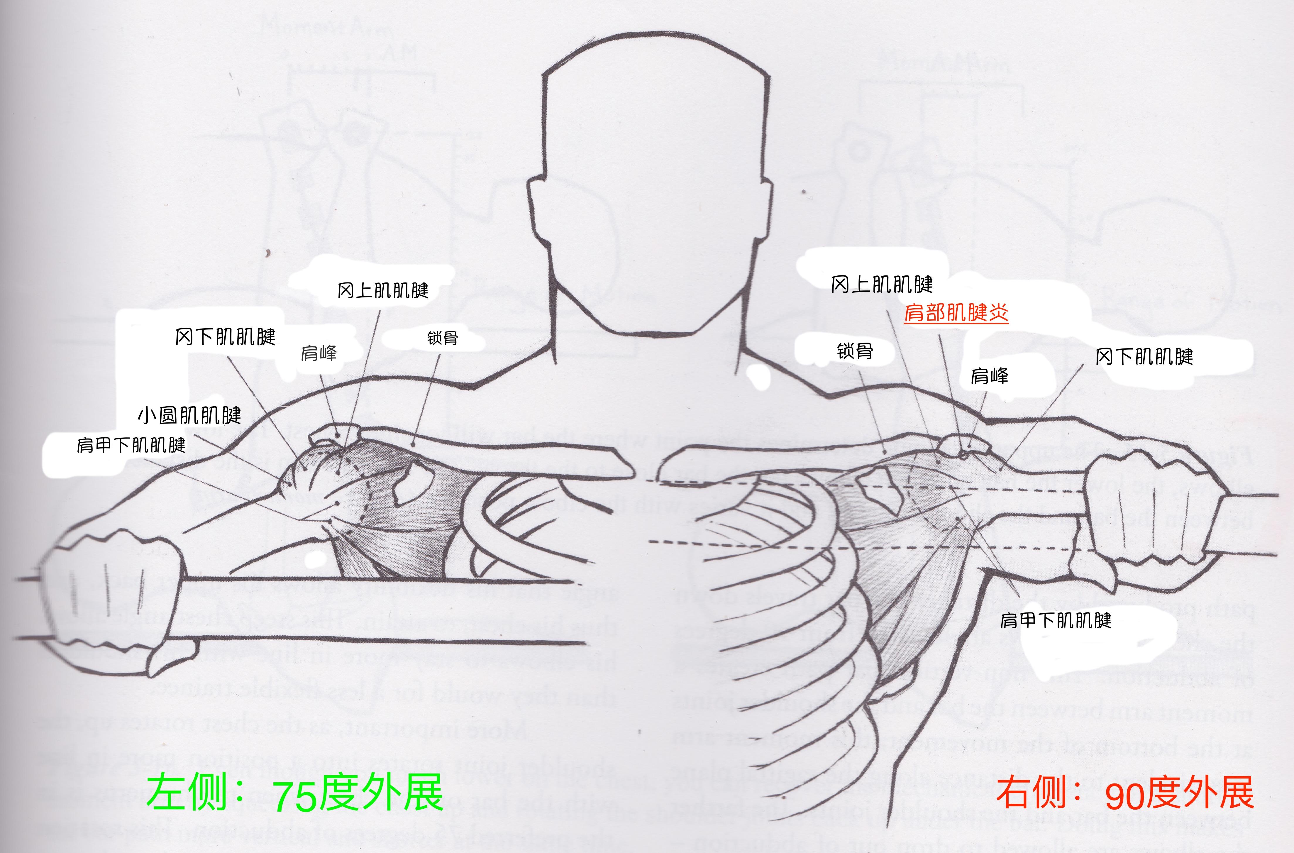 如何卧推？初学篇：最详细的卧推指南 - 知乎