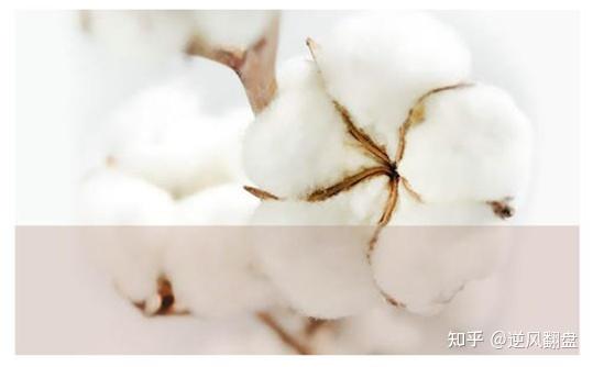 希望新疆棉长期合作国际贸易往来vans万斯愿中国市场发展无忧