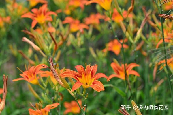 品种繁多 花色多变的萱草这样养护 花开似锦 知乎