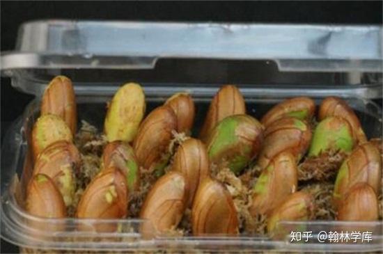 菠萝蜜的籽怎样煮 v2-7af8cc2f184b3ebfc75d0d6cd7d7b119_r.jpg