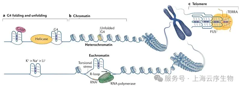 云序新品| G4 DNA测序：超高分辨捕获G4 DNA动态，解锁基因调控终极利器！ - 知乎