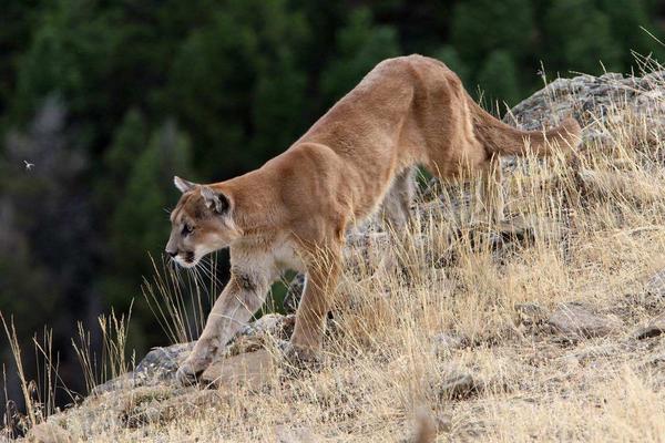 美洲獅英文叫 puma,某著名運動品牌就是以一隻飛身跳起的美洲獅為logo