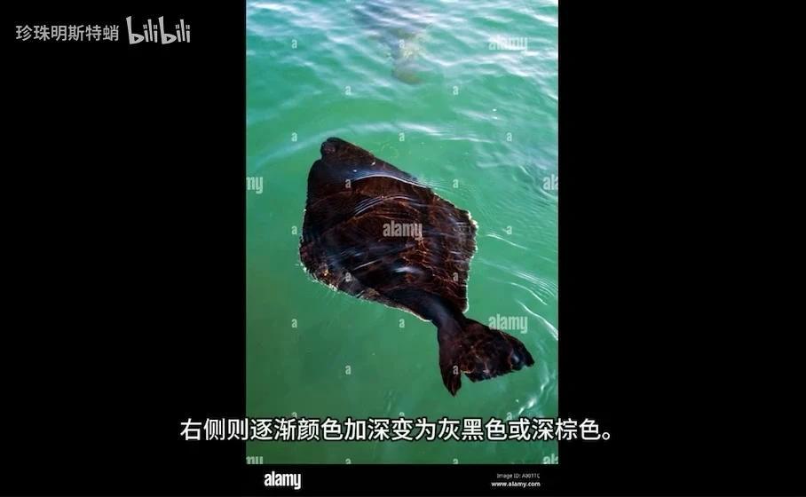 你可能吃过的“巨型比目鱼” 最大鲽形目-庸鲽属的简单介绍 - 知乎