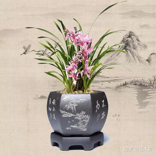 兰花用什么花盆栽植最好?高低深浅如何选? - 知乎