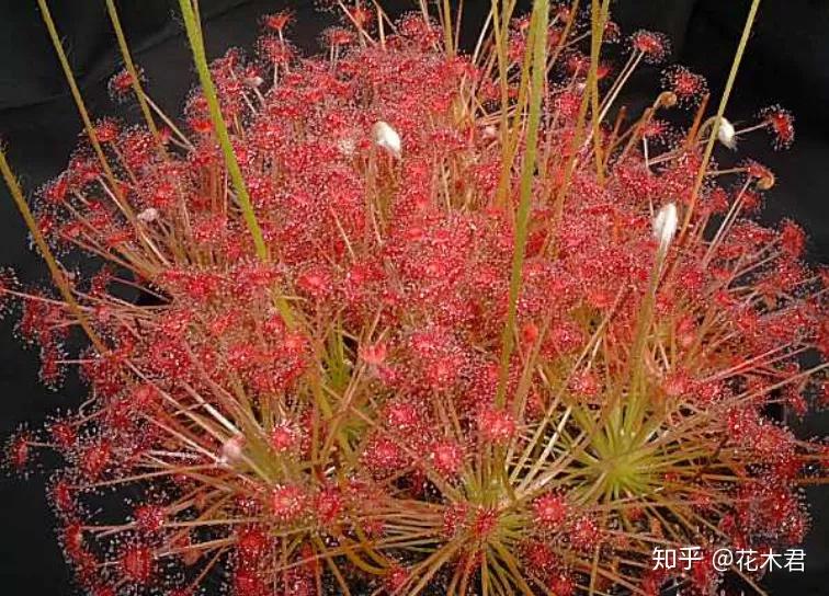 食虫植物蚊蝇杀手孔雀茅膏菜的鉴赏与栽培