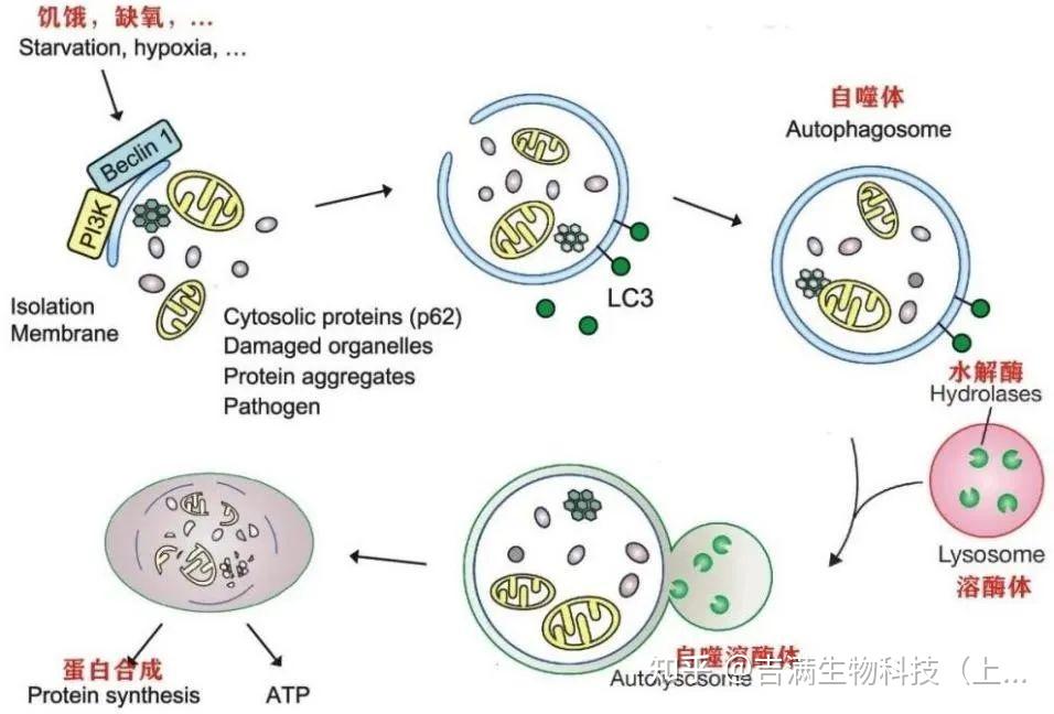 自噬研究工具 | LC3自噬慢病毒实验原理及应用 - 知乎