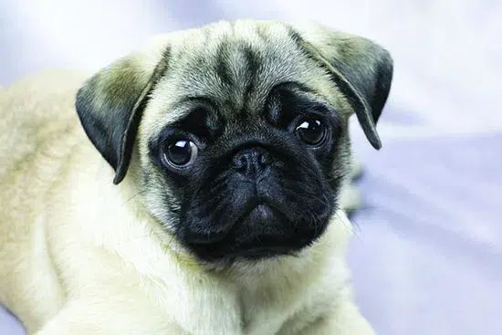 扁脸狗狗容易得哪些病