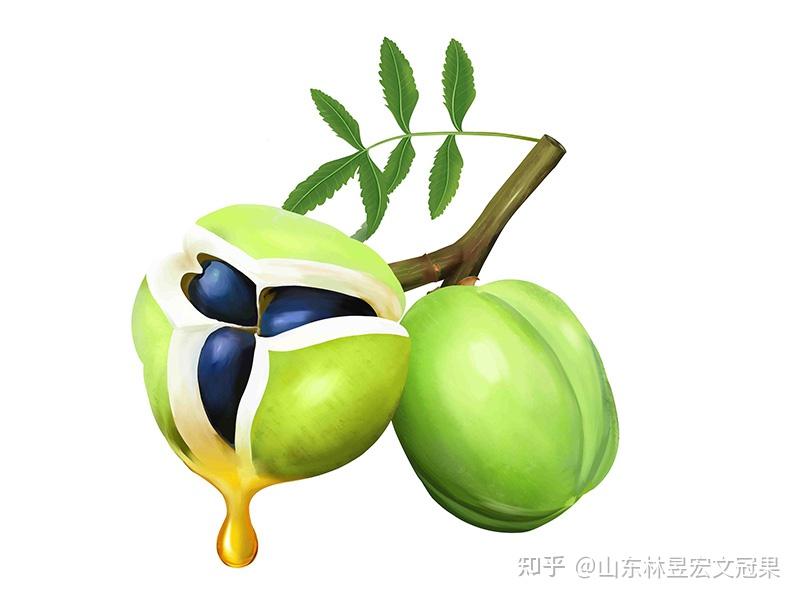 文冠果为什么被称为“中华第一果”? - 知乎