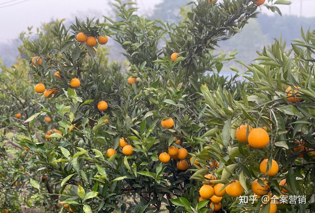 争创天府旅游名县|再见2022,细数那些时光里的小美好