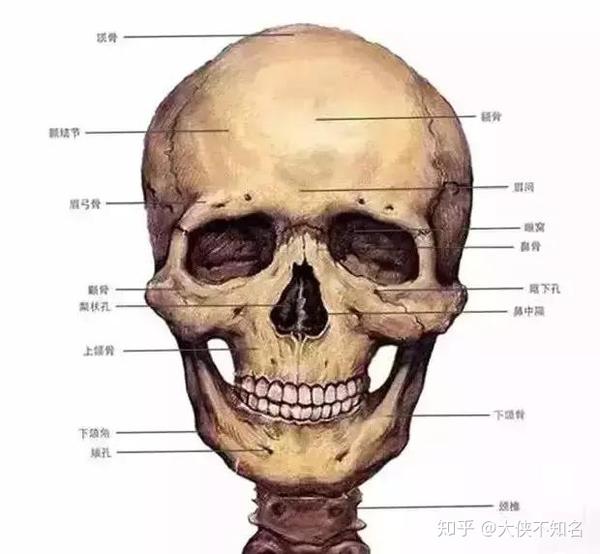 为什么买了许多书看还是画不好 你掌握骨骼构造与绘画的关系了吗 知乎