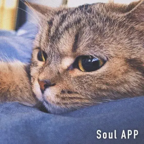 全网第一女友猫萌萌萌萌萌萌萌