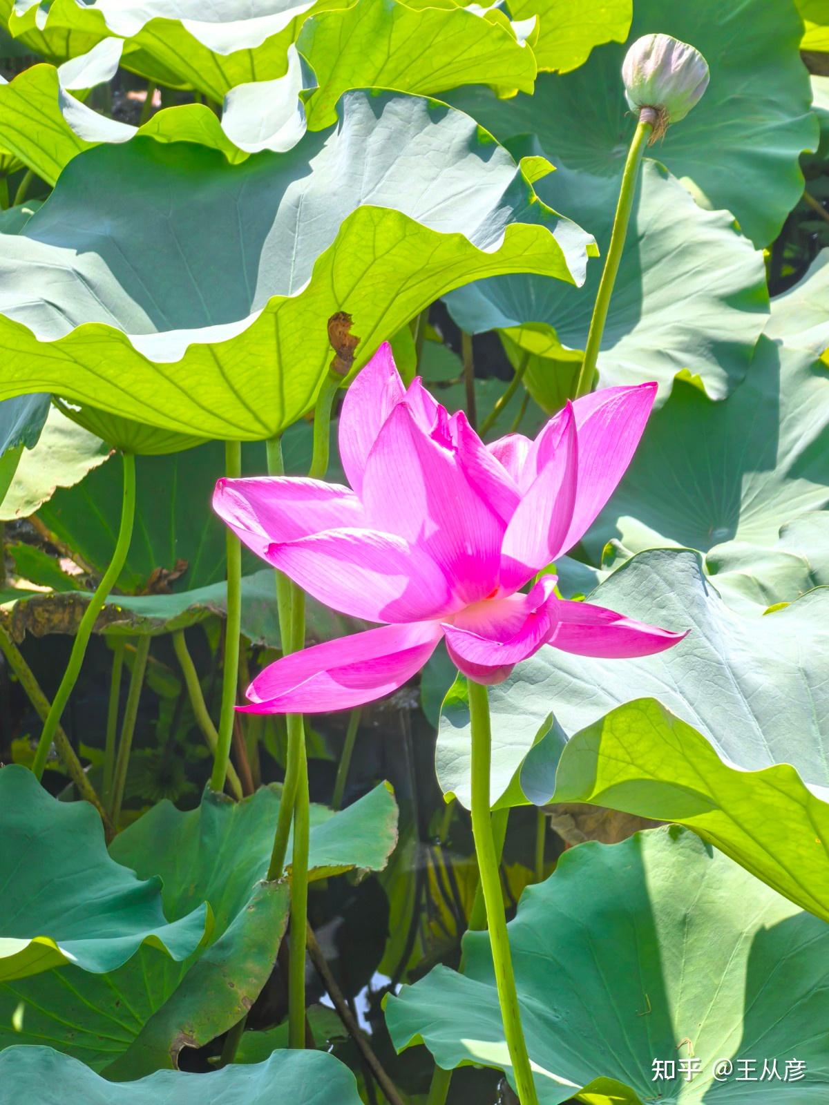 纵使晴明无雨色 入云深处亦沾衣——荷花(莲花)@镇江金山 - 知乎