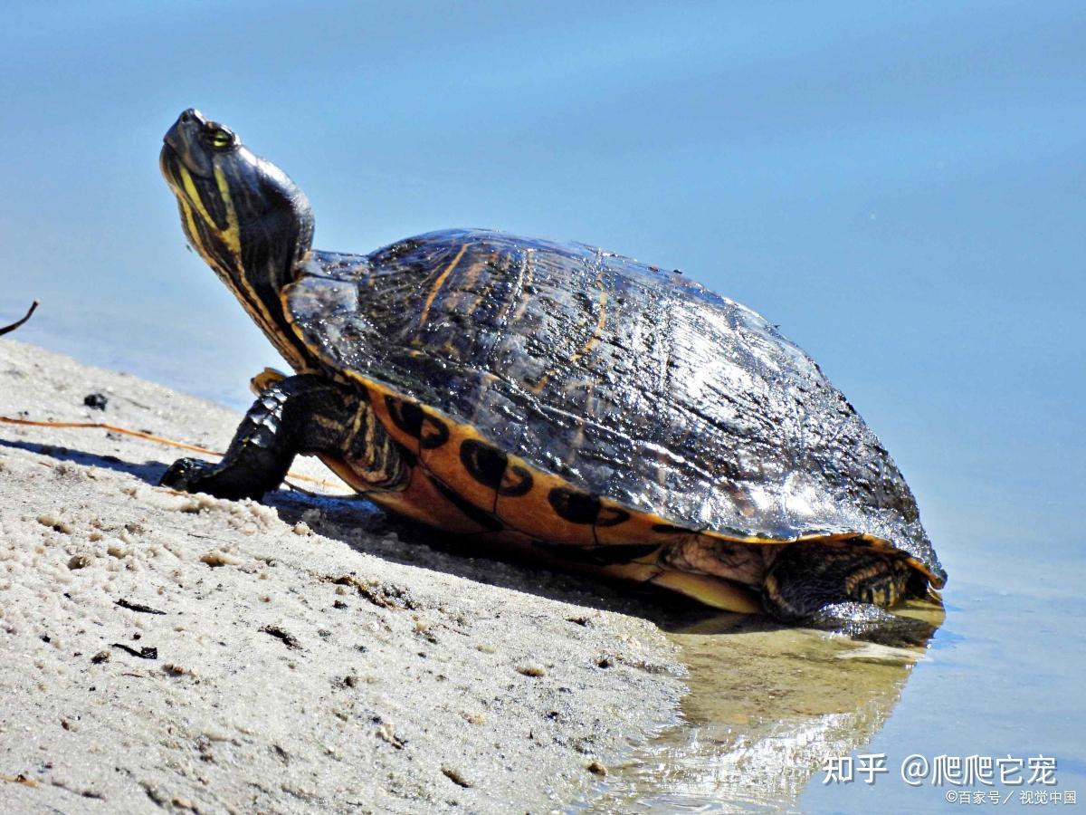 巴西龟你买对了吗？它才是真正的原装“巴神” - 知乎