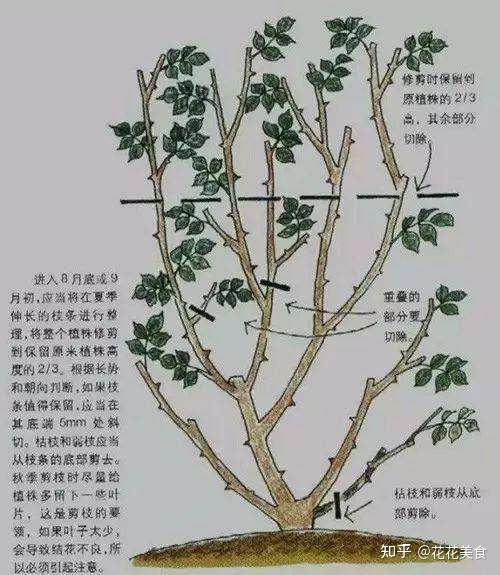冬季植物修剪要点总结!(干货满满,建议收藏!) - 知乎