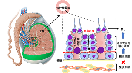 男性睾丸中天然有一层保护结构,称为血睾屏障
