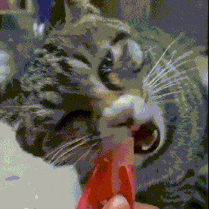 猫咪老是泪流不止 放下你的内心戏吧 这多半是病了 知乎