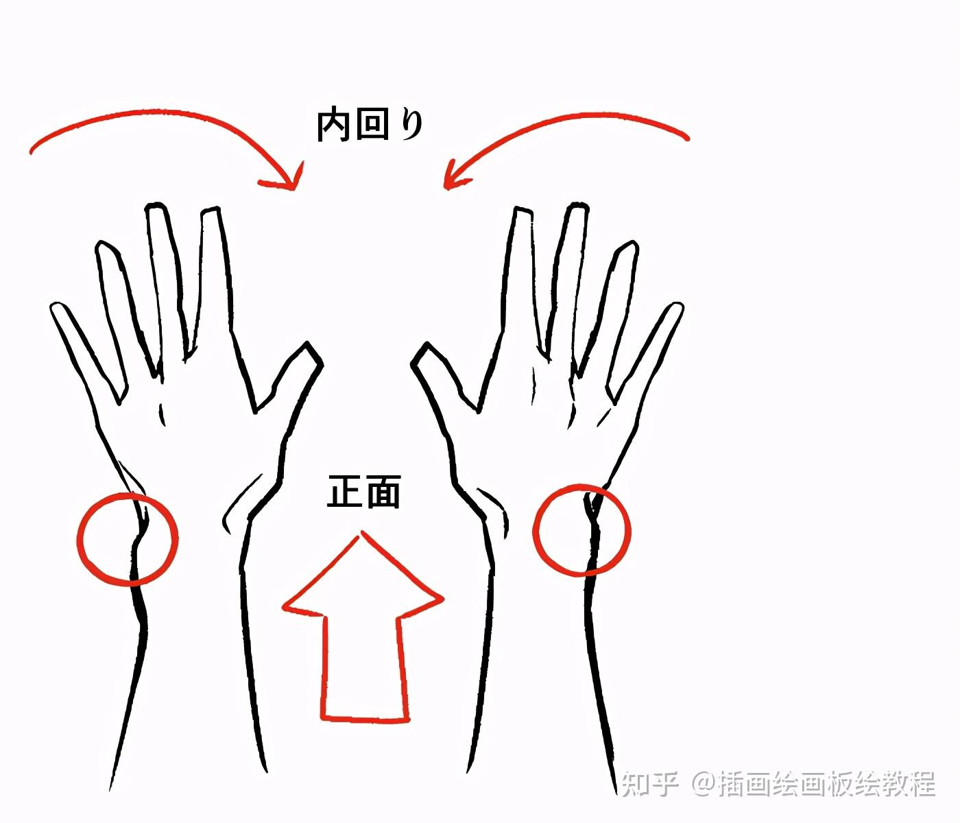 畫手秘籍拯救手殘黨教你理解人物手部結構畫法教程