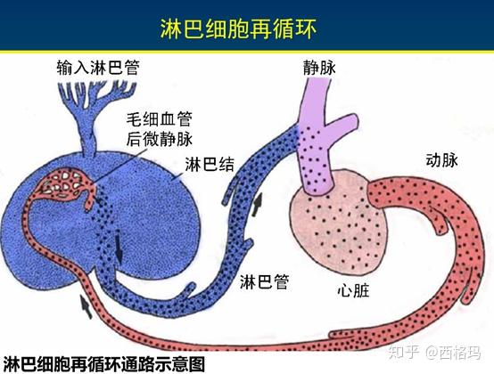 被膜很厚,为致密结缔组织,富含平滑肌和弹性纤维,伸入实质者称脾小梁