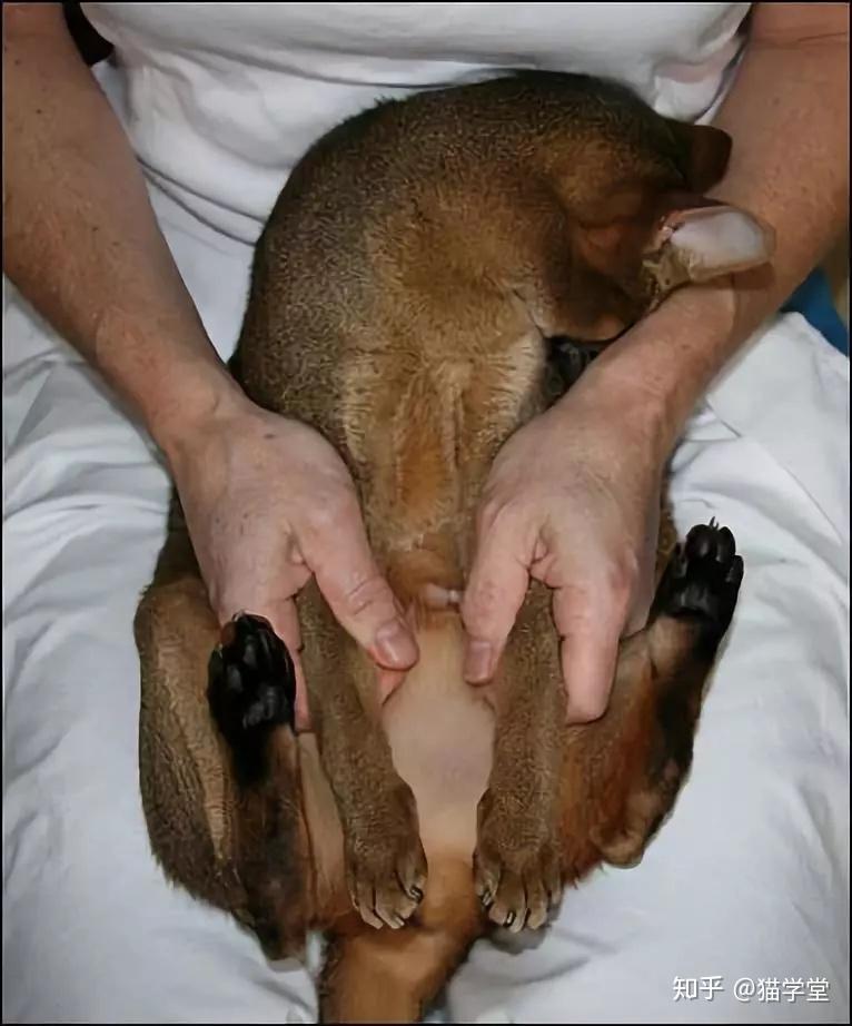 全图解如何给公猫的阴茎做日常检查