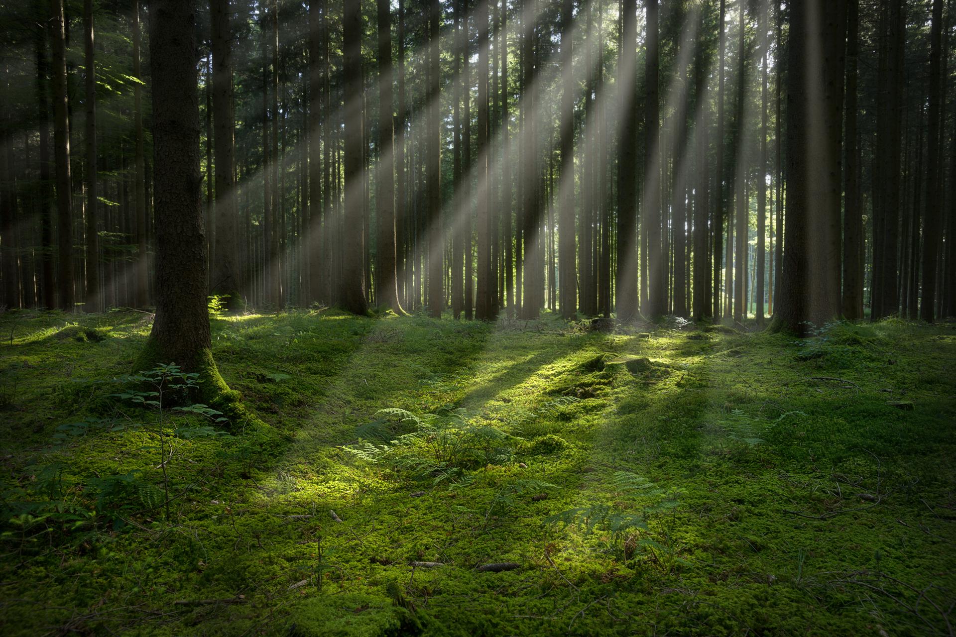 落下 森林 秋天的树林 - Pixabay上的免费图片 - Pixabay
