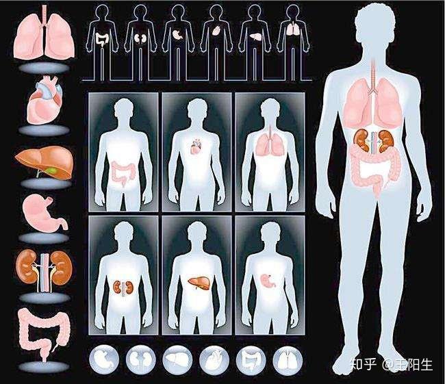 人體五臟六腑之最愛