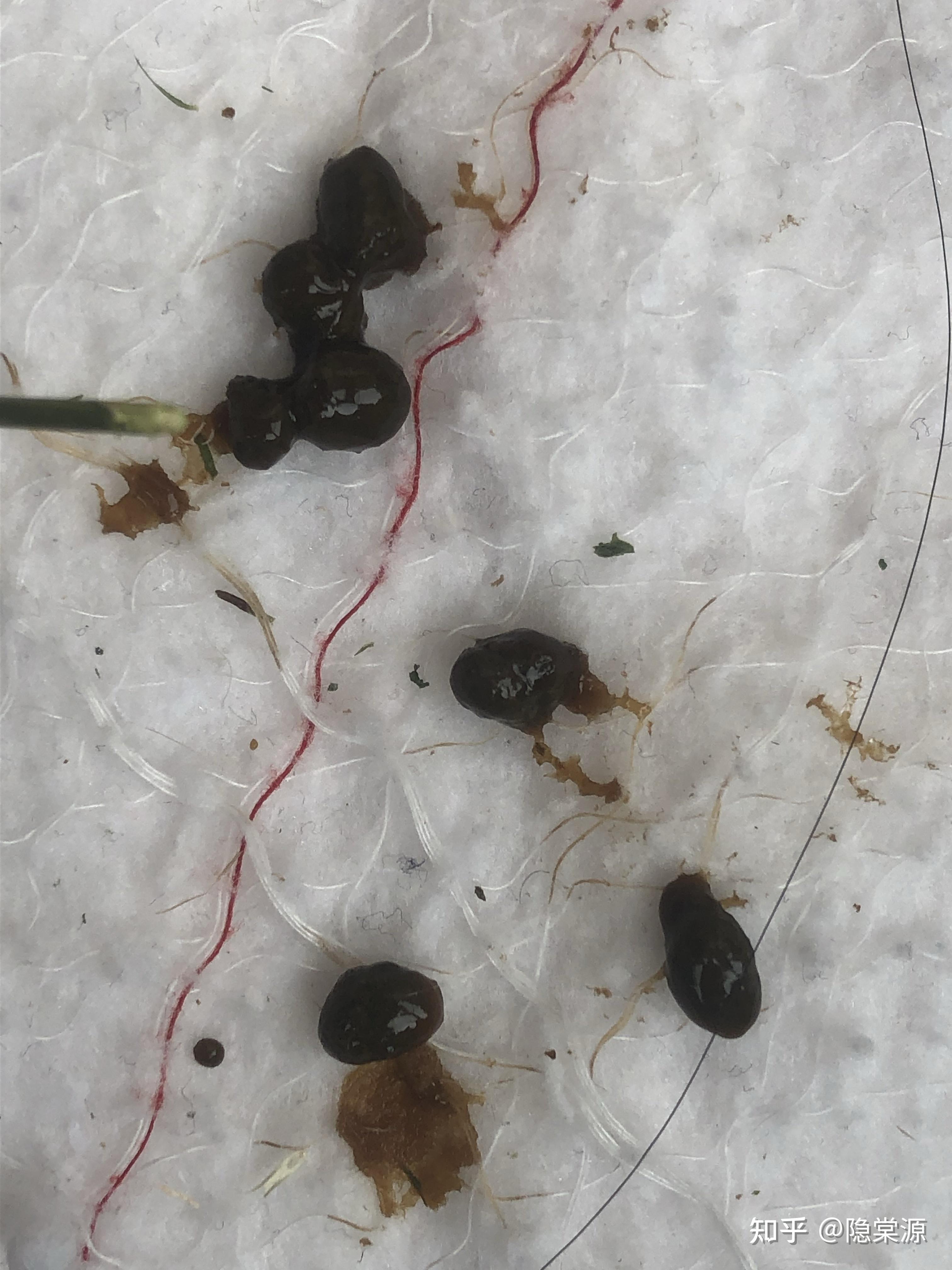 兔子拉肚子糊状便有酸臭没力气趴着发抖怎么办