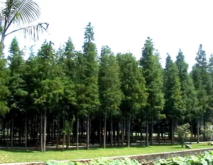 园林植物的应用小知识点