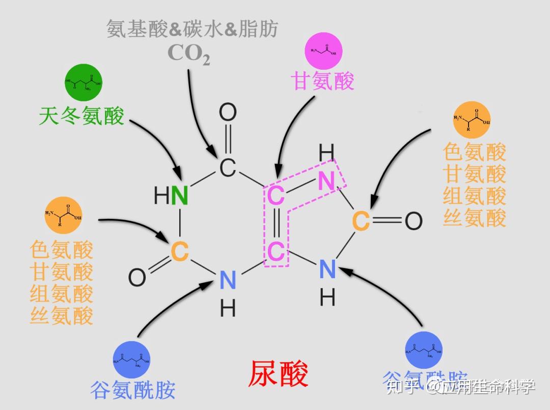 高嘌呤食物是伪概念痛风餐的元凶竟然是高蛋白氨基酸