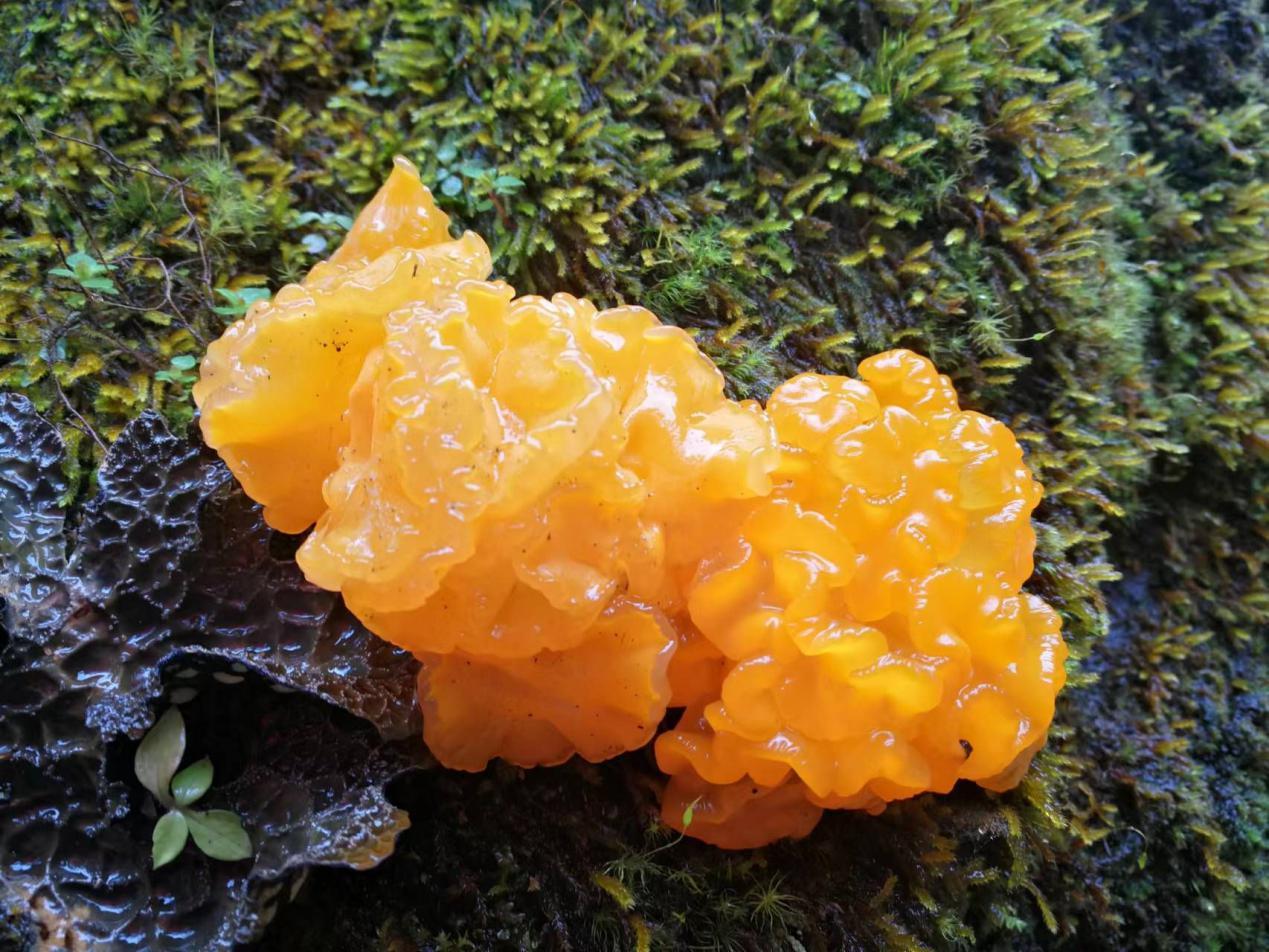 野生金耳其形态类似于木耳,颜色为黄色,因故得名金耳,也有的地方把它