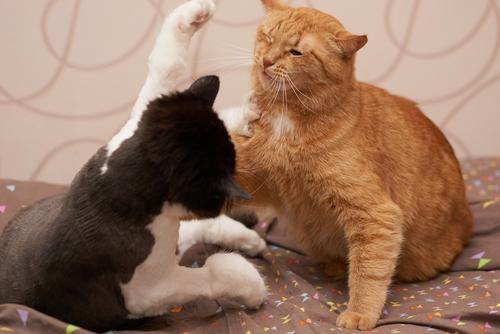 "养了第二只猫,我后悔了"