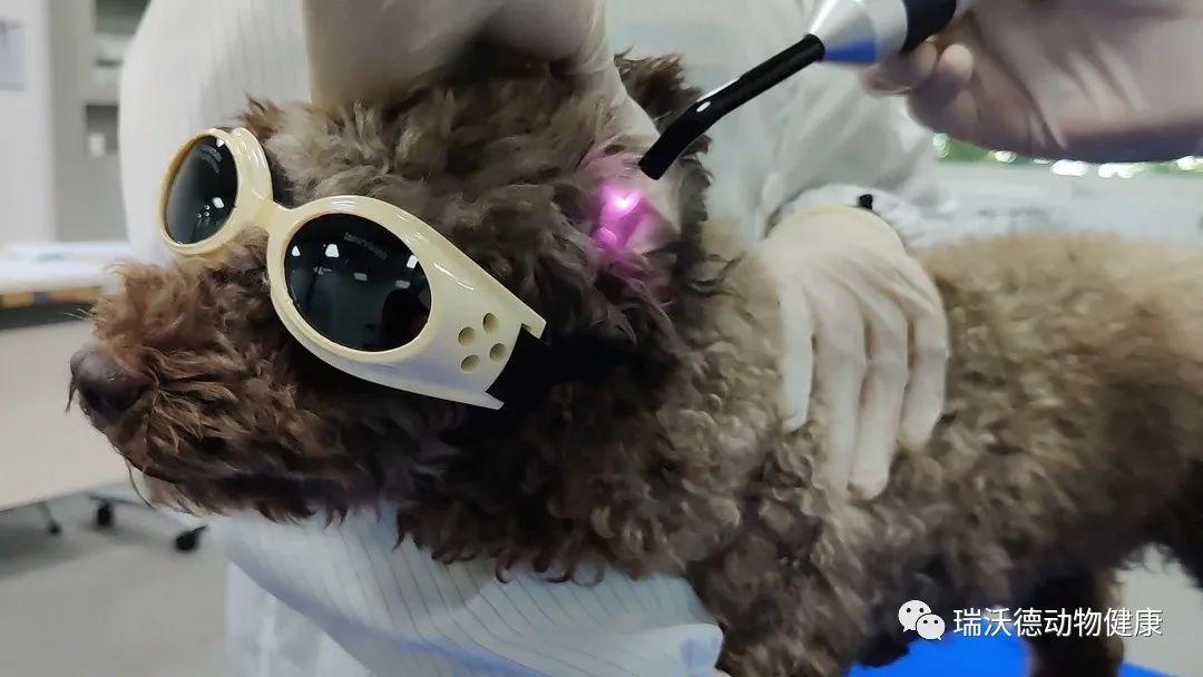 无药消炎止痛用瑞沃德动物激光理疗仪