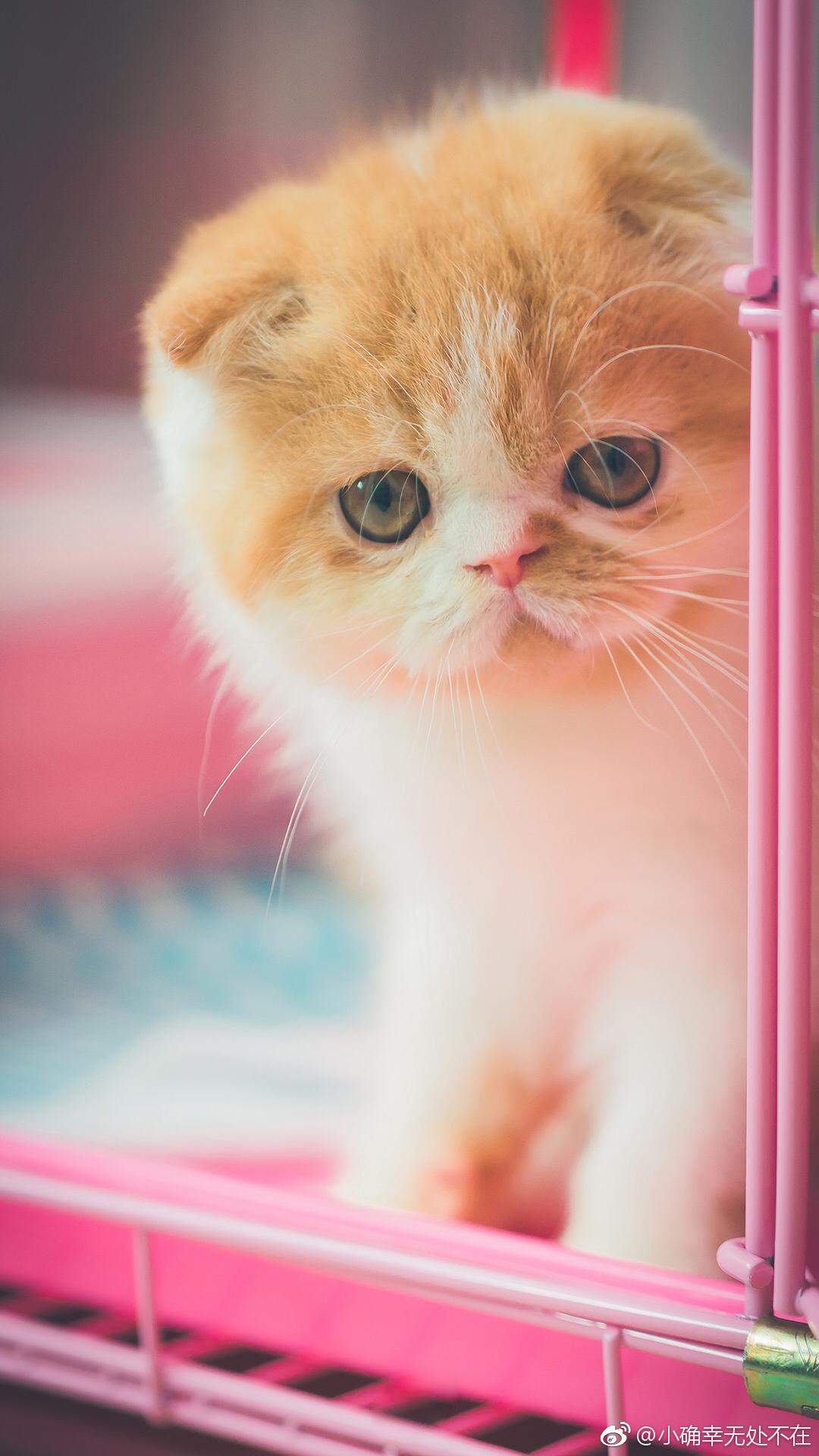 有哪些好看的猫咪壁纸或头像? - 知乎