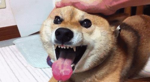 “小八嘎”柴犬为什么这么受欢迎?原因还是得看这几点! - 知乎