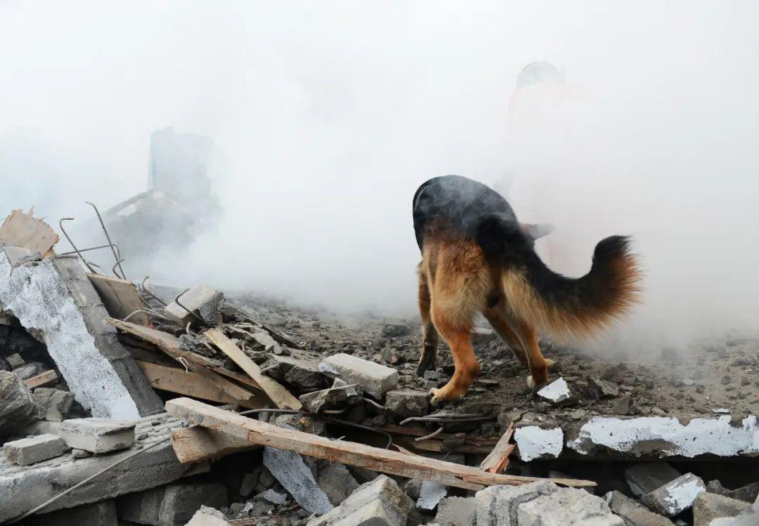 13年了参加过汶川地震的搜救犬如今只剩下最后一只