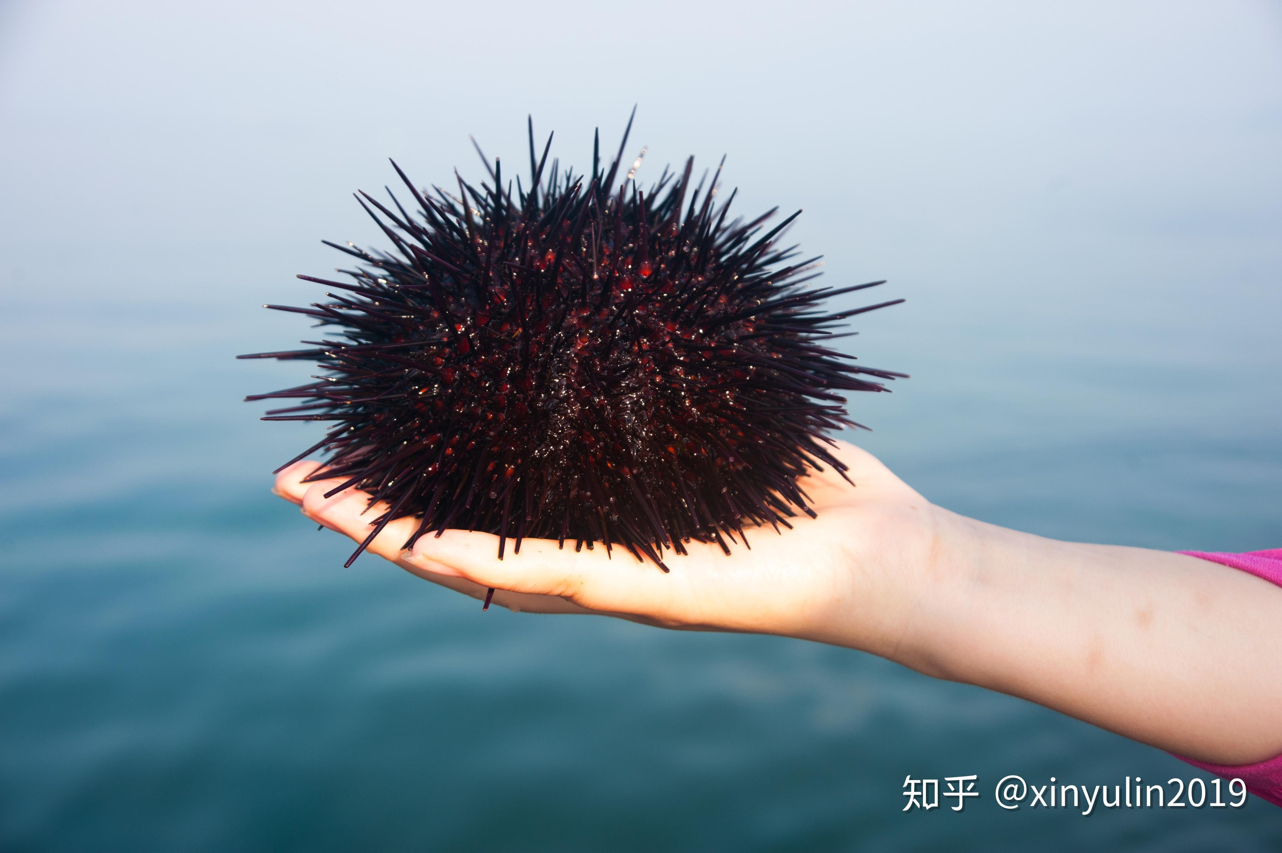 海胆,人类的"表亲" - 知乎