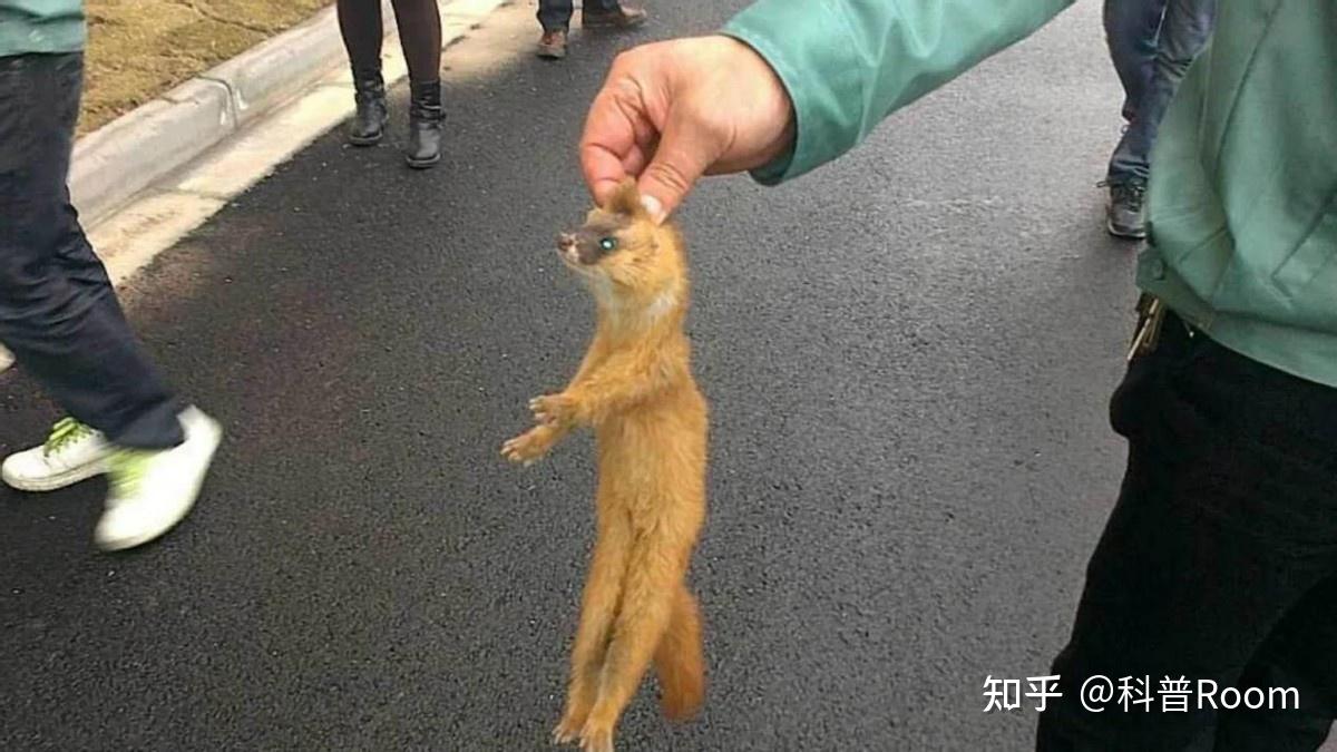 女子被黄鼠狼咬住裤腿不放,这是黄大仙回来报仇了?