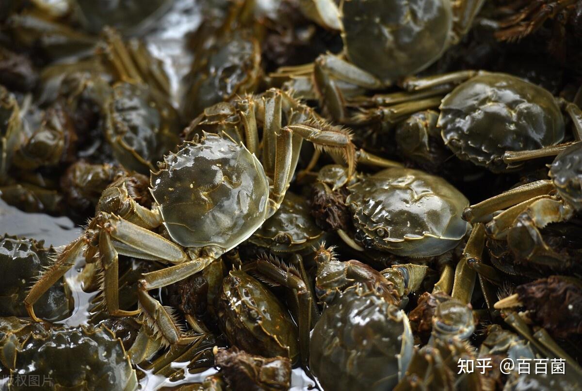 螃蟹可以跟什么混养养螃蟹要注意什么问题