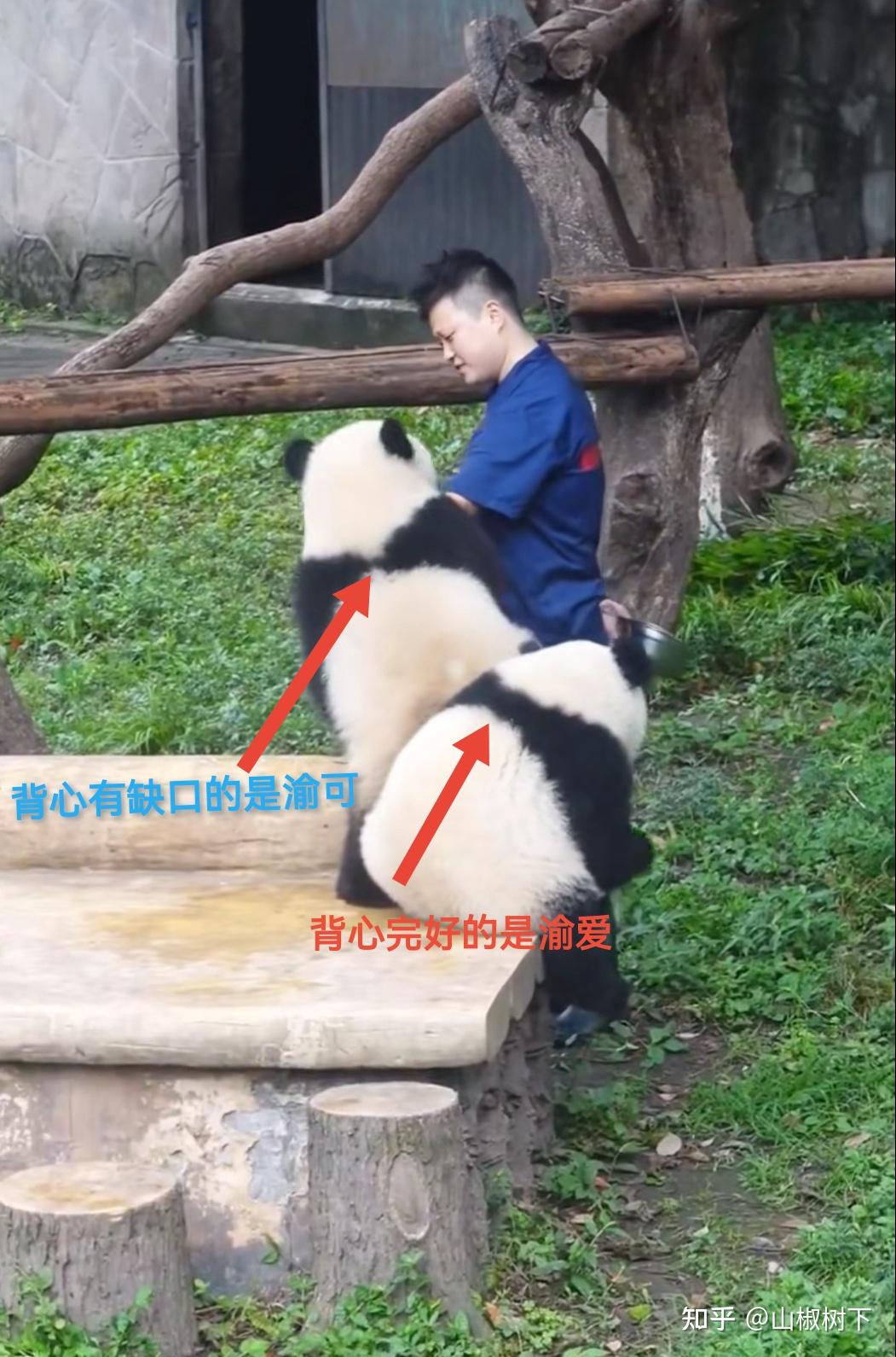 熊猫界妈宝男渝可居然是蔓越煤的儿子，终于知道渝可是遗传谁了 - 知乎