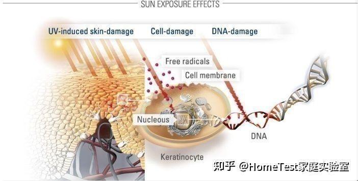 自由基是什么东西怎么形成的 v2-7b92f72b7ccaf3151755ec6038a02301_r.jpg