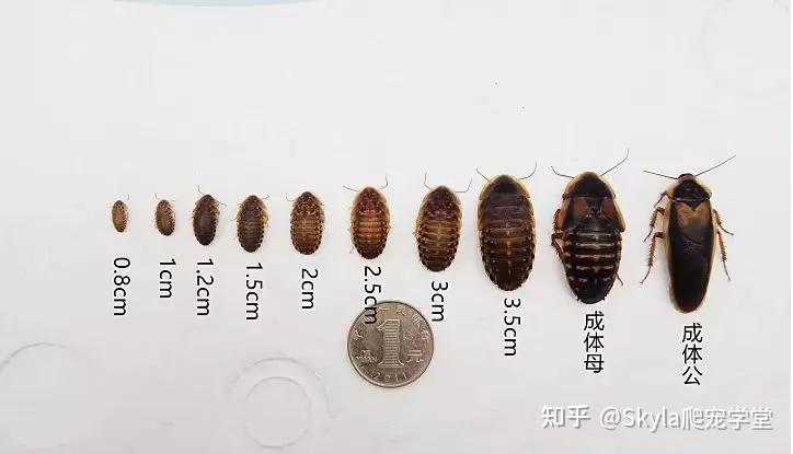 过大过小的活饵对鬃狮蜥有何影响？ - 知乎