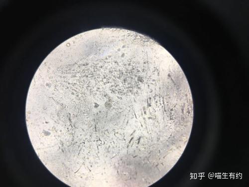 猫咪的困扰讨厌又狡猾的球虫