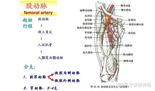脑血管造影(DSA)操作步骤(全) - 知乎