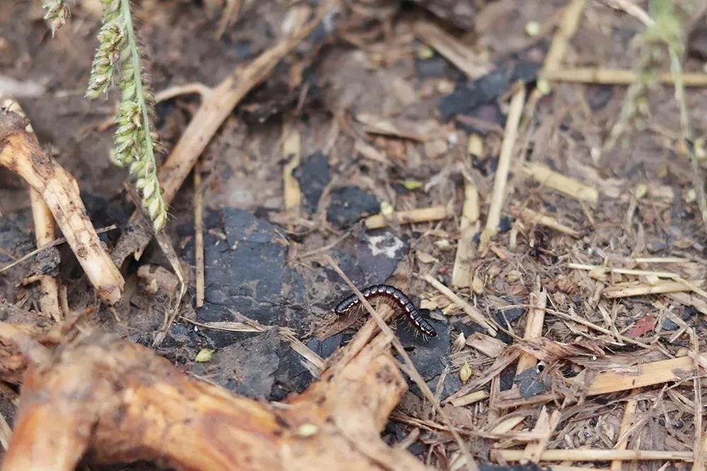 健康的土壤有多贵听我从网红电蚯蚓机说起