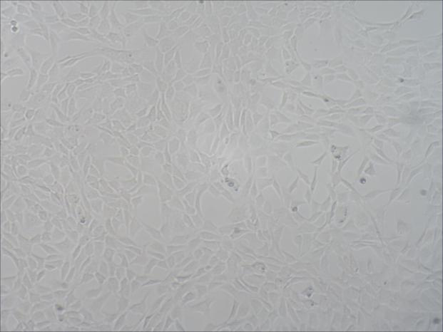 大鼠膝关节软骨细胞的原代培养 - 知乎